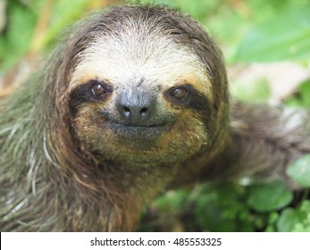 Three Toed Sloth On The Ground