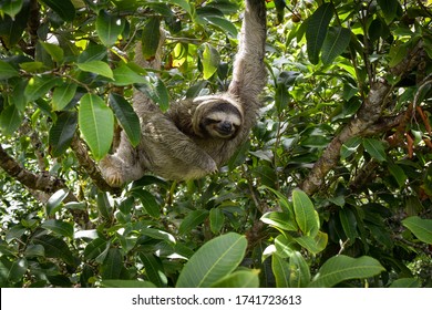 Three Toed Sloth In Panamanian Rainforest