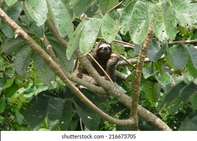 Three Toed Sloth Resting Over A Branch Close To Canopy Tower Lodge, Soberania National Park, Panama