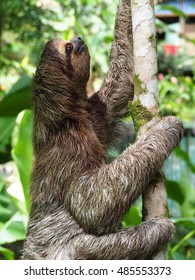 Three Toed Sloth In A Tree