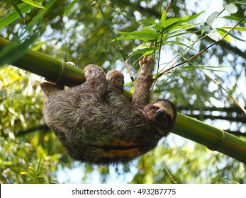 Three Toed Sloth In The Tree