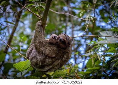 Three Toed Sloth In Tree Costa Rica