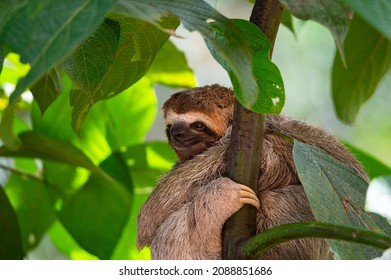 Three Toed Sloth in Tree in Costa Rica Rainforest
