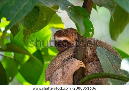 Three Toed Sloth in Tree in Costa Rica Rainforest