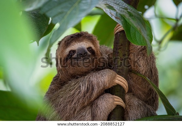 Three Toed\
Sloth in tree in Costa Rica\
Rainforest