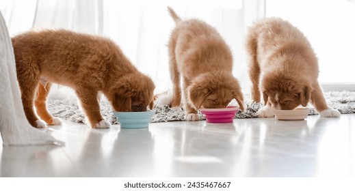 Three Toller Puppies Are Eating Food From Bowls At Home, A Nova Scotia Duck Tolling Retriever Breed - Powered by Shutterstock