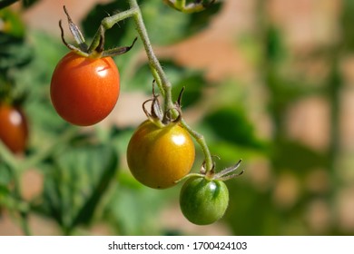 Three tomatoes at different stages of growth