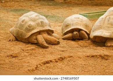 Three tortoises with textured shells and rough skin resting on dry sandy soil in a natural outdoor environment with earthy tones.