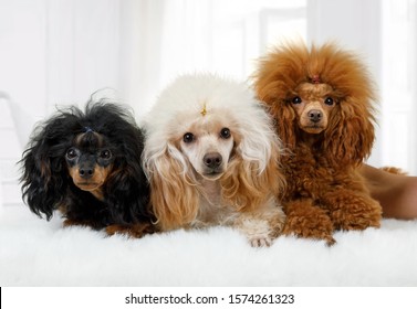 Three Toy Poodle dogs of different colors lying on a fluffy rug in the living room