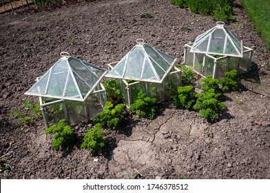 Three traditonal glass cloches in spring herb garden with parsley