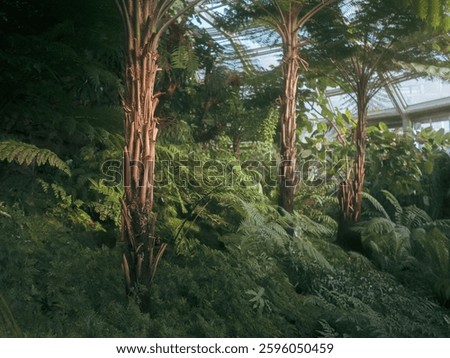 three tree stemps in a bed of ferns inside to tropical greenhouse in Dahlem