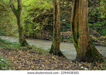 Three Tree Trunks in Holywell Dene, which is an ancient woodland ravine and is the valley of Seaton Burn in North Tyneside, popular with walkers