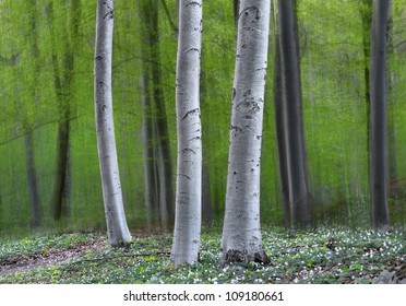 Three tree trunks in magic forest in spring, with anemone flowers on the ground