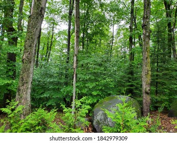 Three Trees in the Forest