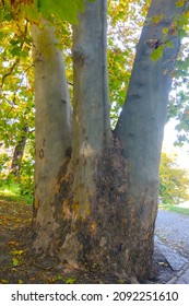 Three Trees Grow Together. Beautiful Tree In The Park, Out Of Focus