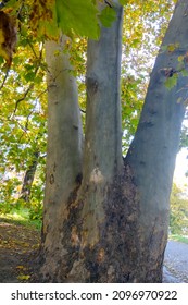 Three Trees Grow Together In The Park, Selective Focus