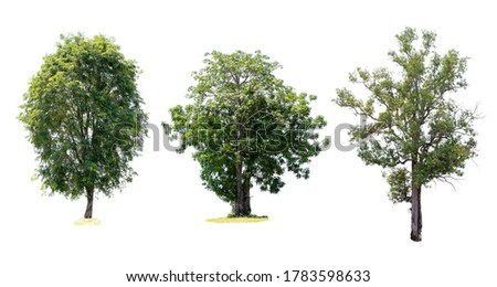 Three trees are the most important thing in the world, Oxygen Production, Temperature control, Balance with nature, Isolated on White Background