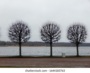 Three trees on the Bay in cloudy winter weather.