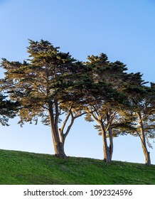 Three Trees on a Hill