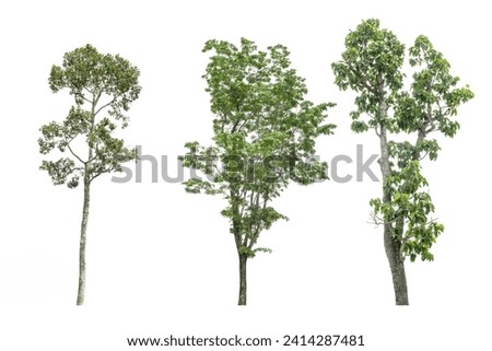 Three trees on isolated white background,cliping paths.