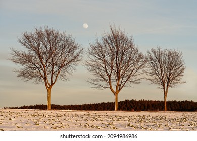 Three trees standing side by side in the evening light, above them the moon, thin snow cover on a field, light clouds with some colouring - Location: Germany, Saxony, Osterzgebirge
