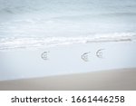 Three triplet sandpipers at the beach