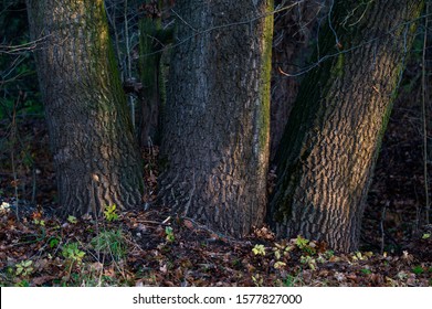 Three trunks growing side by side.