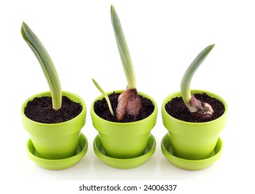 three tulips flower