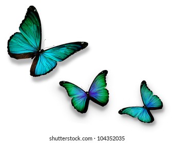 Turquoise Butterfly Images, Stock Photos & Vectors | Shutterstock