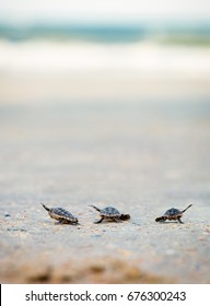 Three Turtles