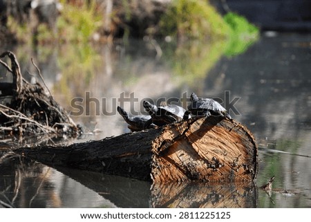 Three turtles sunbathing on a tree trunk