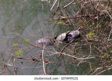 The three turtles (Trachemys scripta) basking on submerged branch close-up
