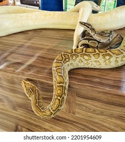 Three Type Of Snakes Including Albino Burmese Pythons  And Golden. Known As Ular Sawa Batik. Wooden Plastic Background Surface. Snakes Crawl And Slither. Beautiful Skin Scale And Pattern. Malaysia