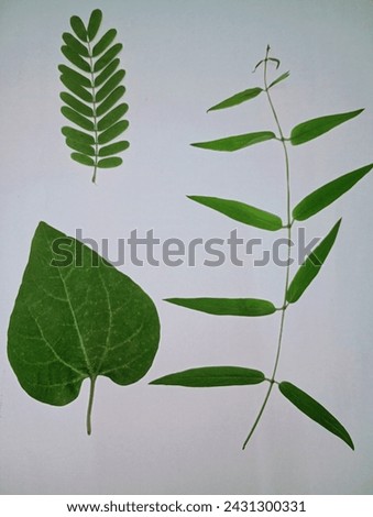 Three types of leaves have different designs. The first type has inverted heart-shaped leaves. The second type is a small leaf with more than ten leaves on one stalk. The third type has slender leaves
