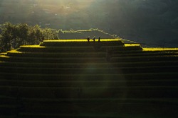 Terraced paddy field in Mu Cang Chai, Yen Bai, Vietnam, with a child ...