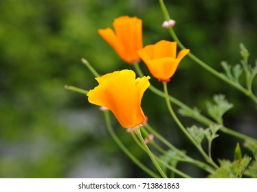 Three unfolding orange California poppies (Eschscholzia californica) against a blurred green background