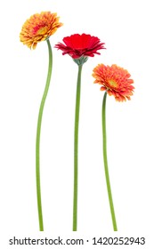 Three Vertical   Gerbera Flowers With Long Stem Isolated On White Background