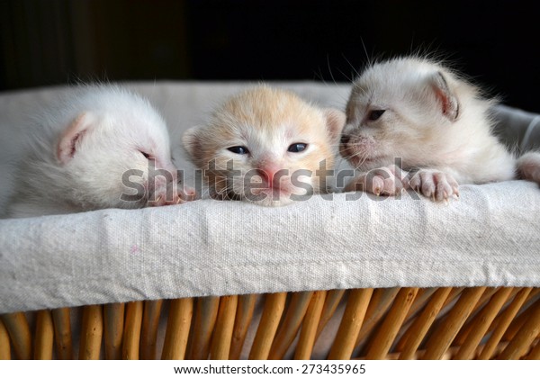 little tiny kittens