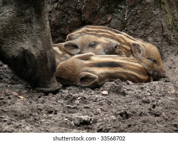 Asiatic Lion Stock Photo 672086830 | Shutterstock