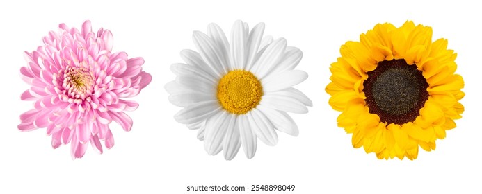 Three vibrant flowers: a pink chrysanthemum, a white daisy, and a yellow sunflower. Each flower displays unique colors and petal arrangements. Floral elements isolated on white background. - Powered by Shutterstock