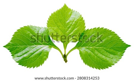 Three vibrant green serrated hydrangea leaves on a single stem
