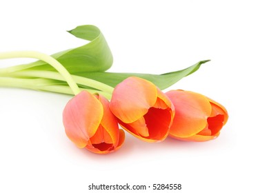 Three vibrant orange tulips, on white background.