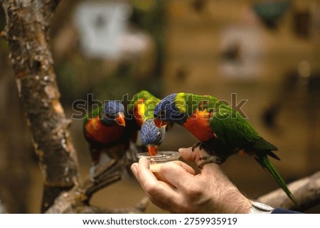 three vibrant rainbow lorikeets perched on a human hand drinking nectar from a small cup in an aviary, vivid green-blue-red plumage, intimate close-up with warm bokeh and wooden branches, warmtone
