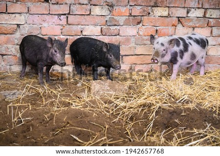Three Vietnamese mini pigs in front of brick wall of pig pen