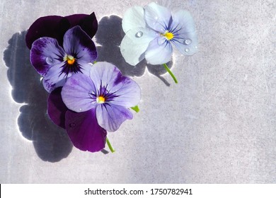 Three viola flowers floating in the water, purple viola flowers, water drops on petals, flowers cast shadows, light purple background, space for text