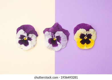 Three viola tricolor flowers arranged horizontally on an ocher purple background.  Spring concept.