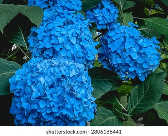 Three vivid blue mophead hydrangea (ajisai) flower clusters grow among dark green leaves, showing a strongly saturated blue color with each flower head in a rounded mophead form.