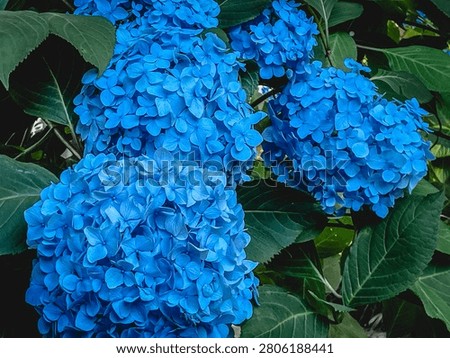 Three vivid blue mophead hydrangea (ajisai) flower clusters grow among dark green leaves, showing a strongly saturated blue color with each flower head in a rounded mophead form.