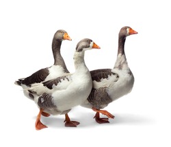 Three Walking Geese Against Seamles White Studio