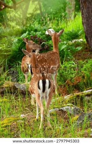 Three wary fallow dears on their way to a summer garden in early morning. Dama dama in chestnut coat with white mottles and light coloured area around black tail searching for food. Portrait format.